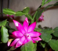 Как ухаживать за 