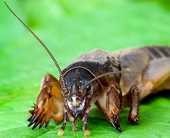 Медведка: способы избавиться от вредителя