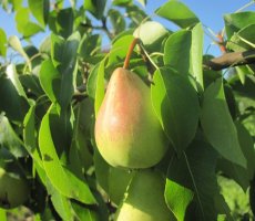 Обрезка груши весной - основа обильного урожая