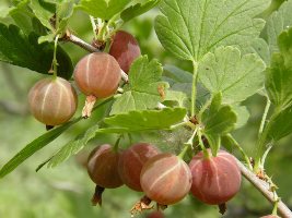 Крыжовник – посадка, выращивание и уход