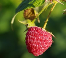 Выращивание малины на садовом участке