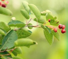 Ирга – посадка и уход