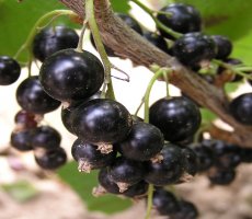 Черная смородина: посадка и уход