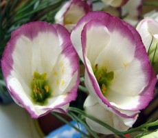 Эустома - особенности посадки и ухода за растением