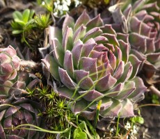 Каменная роза: «денежное дерево» в миниатюре